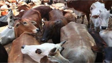 लैलूंगा : पुलिस-प्रशासन के नाक के नीचे चल रहा गौवंशो की तस्करी का काला खेल?…