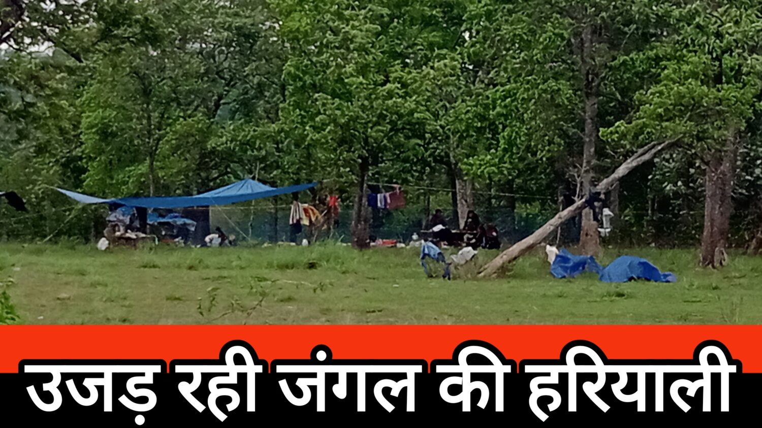 बाहरी राज्य के खानाबदोश उजाड़ रहे छत्तीसगढ़ की हरियाली