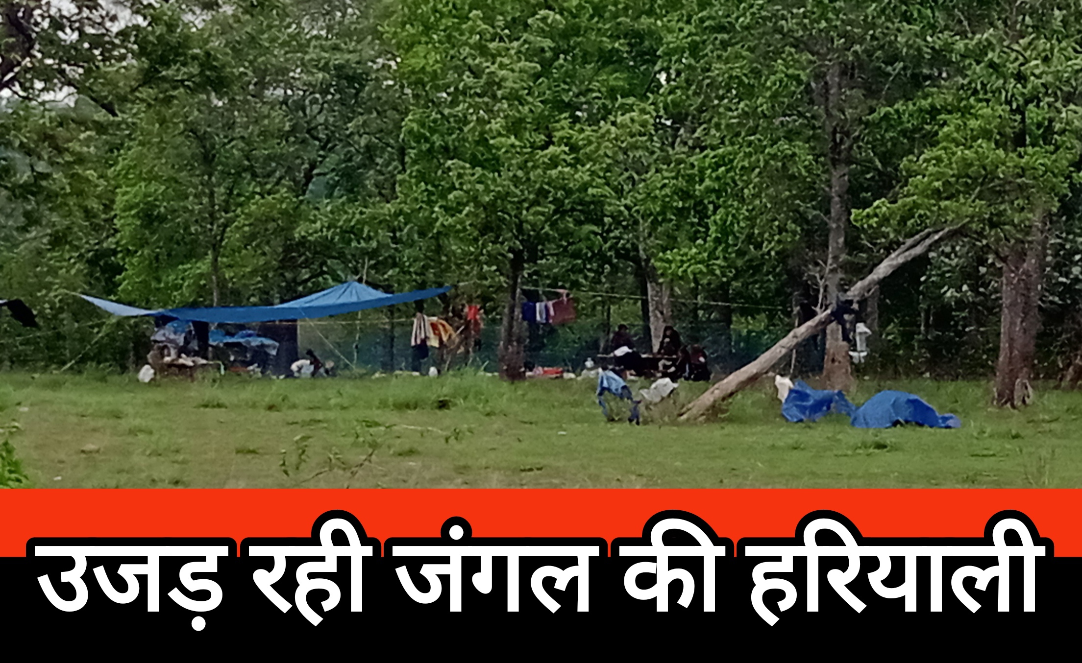 बाहरी राज्य के खानाबदोश उजाड़ रहे छत्तीसगढ़ की हरियाली बाहरी राज्य के खानाबदोश उजाड़ रहे छत्तीसगढ़ की हरियाली