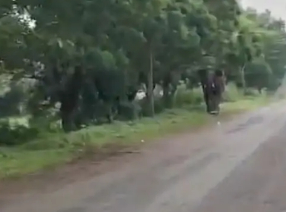 कोरबा : हाथी ने मॉर्निंग वॉक कर रही महिला को सूंड से पटककर मार डाला: जंगल से निकलकर गांव पहुंचा दंतैल ; दहशत में ग्रामीण…