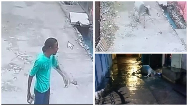 बिलासपुर : गर्भवती गाय को पीट-पीटकर मार डाला, गौ-सेवकों ने घेरा थाना ; 16 अगस्त को कांग्रेस का गौ-सत्याग्रह…