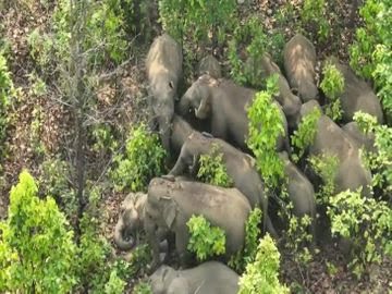 रायगढ़ जिले में मंडरा रहा लगभग 150 हाथियों का दल…ग्रामीण रतजगा करने मजबूर…