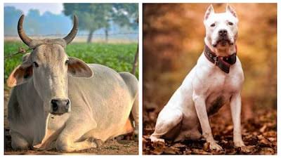 सावधान : गाय-कुत्ते को पत्थर मारने पर हो सकती है कठोर कार्यवाही ; जाना तक पड़ सकता है जेल…