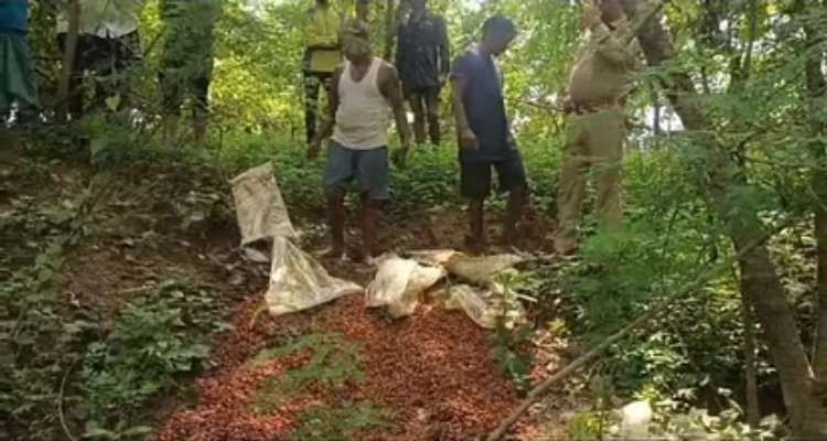 सर्जिकल स्ट्राइक : नदी किनारे अवैध रूप से कच्ची महुआ शराब बनाने का बड़ा कारोबार ; 1.5 टन महुआ लहान किया गया नष्ट…