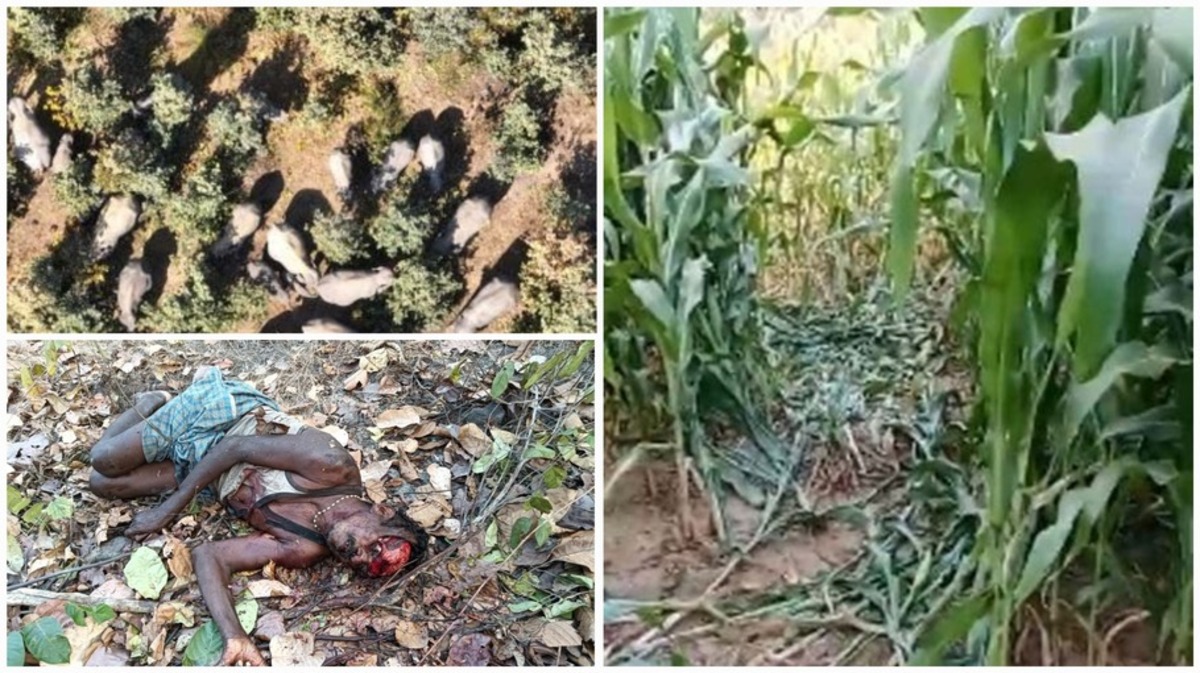 रायगढ़-धरमजयगढ़ में हाथियों का आतंक ! फसलें तबाह, ग्रामीणों की रातें बेचैन, दंतैल के हमले में ग्रामीण की मौत…