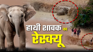 “धरमजयगढ़ के जंगल में हाथी शावक का रोमांचक रेस्क्यू: वन विभाग की त्वरित कार्रवाई से सुरक्षित मिला झुंड से!”