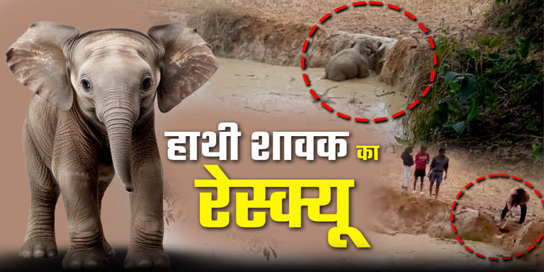“धरमजयगढ़ के जंगल में हाथी शावक का रोमांचक रेस्क्यू: वन विभाग की त्वरित कार्रवाई से सुरक्षित मिला झुंड से!”