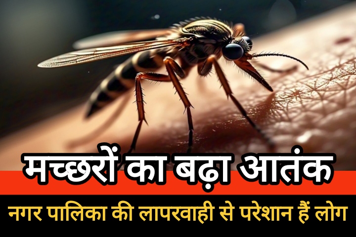 गर्मी की दस्तक से मच्छरों का बढ़ा आतंक, नगर पालिका की लापरवाही से परेशान हैं लोग गर्मी की दस्तक से मच्छरों का बढ़ा आतंक, नगर पालिका की लापरवाही से परेशान हैं लोग