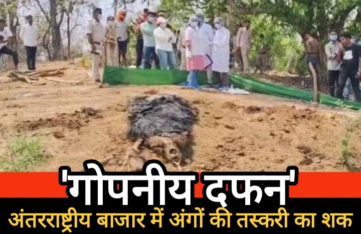 27 दिन बाद खुदाई में निकली भालू की लाश, वन विभाग की ‘गोपनीय दफन’ प्रक्रिया पर सवाल, अंतरराष्ट्रीय बाजार में अंगों की तस्करी का शक