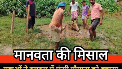 मानवता की मिसाल : युवाओं ने दलदल में फंसी गौमाता को बचाकर दिखाई सेवा और संवेदना की अद्भुत झलक