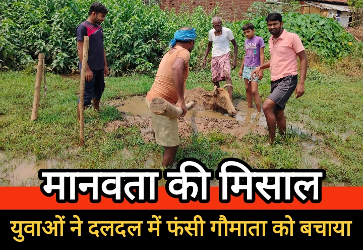मानवता की मिसाल : युवाओं ने दलदल में फंसी गौमाता को बचाकर दिखाई सेवा और संवेदना की अद्भुत झलक
