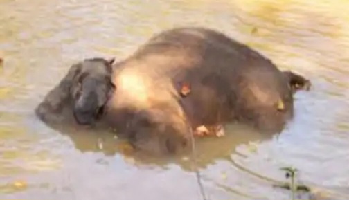 रायगढ़ में दर्दनाक हादसा : तालाब में डूबने से हाथी के मासूम शावक की मौत… रायगढ़ में दर्दनाक हादसा : तालाब में डूबने से हाथी के मासूम शावक की मौत…