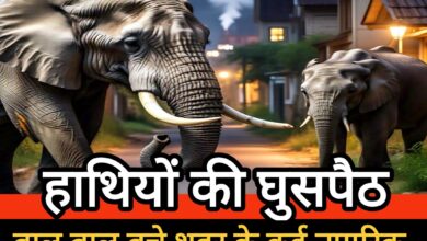 शहर में दहशत का माहौल, शहर की गलियों में पहुंचे दो दतैंल हाथी – बाल-बाल बचे कई नागरिक