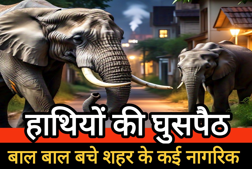 शहर में दहशत का माहौल, शहर की गलियों में पहुंचे दो दतैंल हाथी – बाल-बाल बचे कई नागरिक