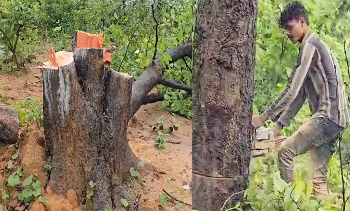 पर्यावरण मंत्री के गृह ज़िले रायगढ़ के तमनार में हरियाली का मखौल, जंगल का संहार, और आदिवासी जनता की गिरफ्तारी – क्या सरकार बिक चुकी है?…
