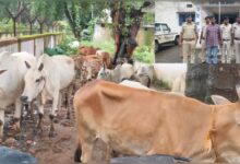 तस्करों की ‘तबाही’ का शंखनाद ! जशपुर पुलिस ने गौ तस्करी के माफिया नेटवर्क पर फिर मारा करारा वार – 37 गौवंश मुक्त, गिरोह का सदस्य गिरफ्तार…