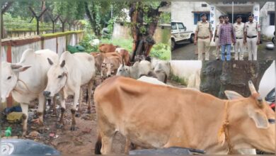 तस्करों की ‘तबाही’ का शंखनाद ! जशपुर पुलिस ने गौ तस्करी के माफिया नेटवर्क पर फिर मारा करारा वार – 37 गौवंश मुक्त, गिरोह का सदस्य गिरफ्तार…