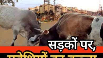 जिले की सड़कों पर मवेशियों का कब्जा, यातायात और जनसुरक्षा पर बड़ा खतरा