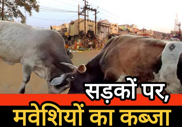 जिले की सड़कों पर मवेशियों का कब्जा, यातायात और जनसुरक्षा पर बड़ा खतरा जिले की सड़कों पर मवेशियों का कब्जा, यातायात और जनसुरक्षा पर बड़ा खतरा