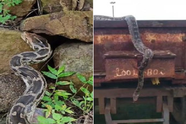 बालोद में दहशत का अजगर: तांदुला जलाशय से बहकर ट्रॉली पर आ धमका रॉक पाइथन…. बालोद में दहशत का अजगर: तांदुला जलाशय से बहकर ट्रॉली पर आ धमका रॉक पाइथन….