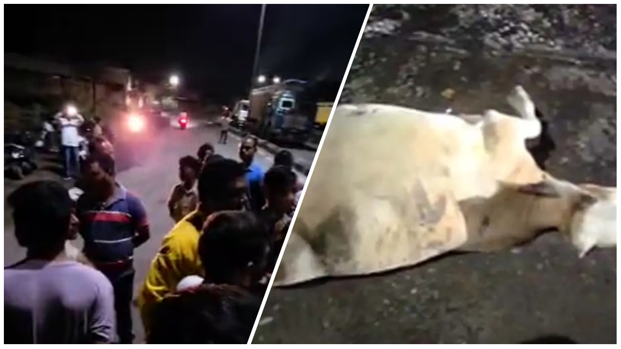 तेज़ रफ्तार ट्रेलर ने मवेशियों को रौंदा, ग्रामीणों का फूटा ग़ुस्सा – चक्काजाम, FIR की मांग पर बवाल…. तेज़ रफ्तार ट्रेलर ने मवेशियों को रौंदा, ग्रामीणों का फूटा ग़ुस्सा – चक्काजाम, FIR की मांग पर बवाल….