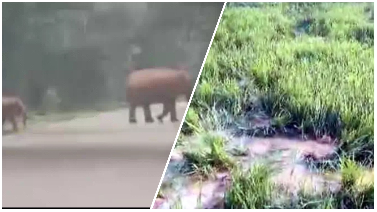 रायगढ़ में हाथियों का कहर : 48 हाथियों का दल सड़क पर उतरा, 34 किसानों की फसल तबाह… रायगढ़ में हाथियों का कहर : 48 हाथियों का दल सड़क पर उतरा, 34 किसानों की फसल तबाह…