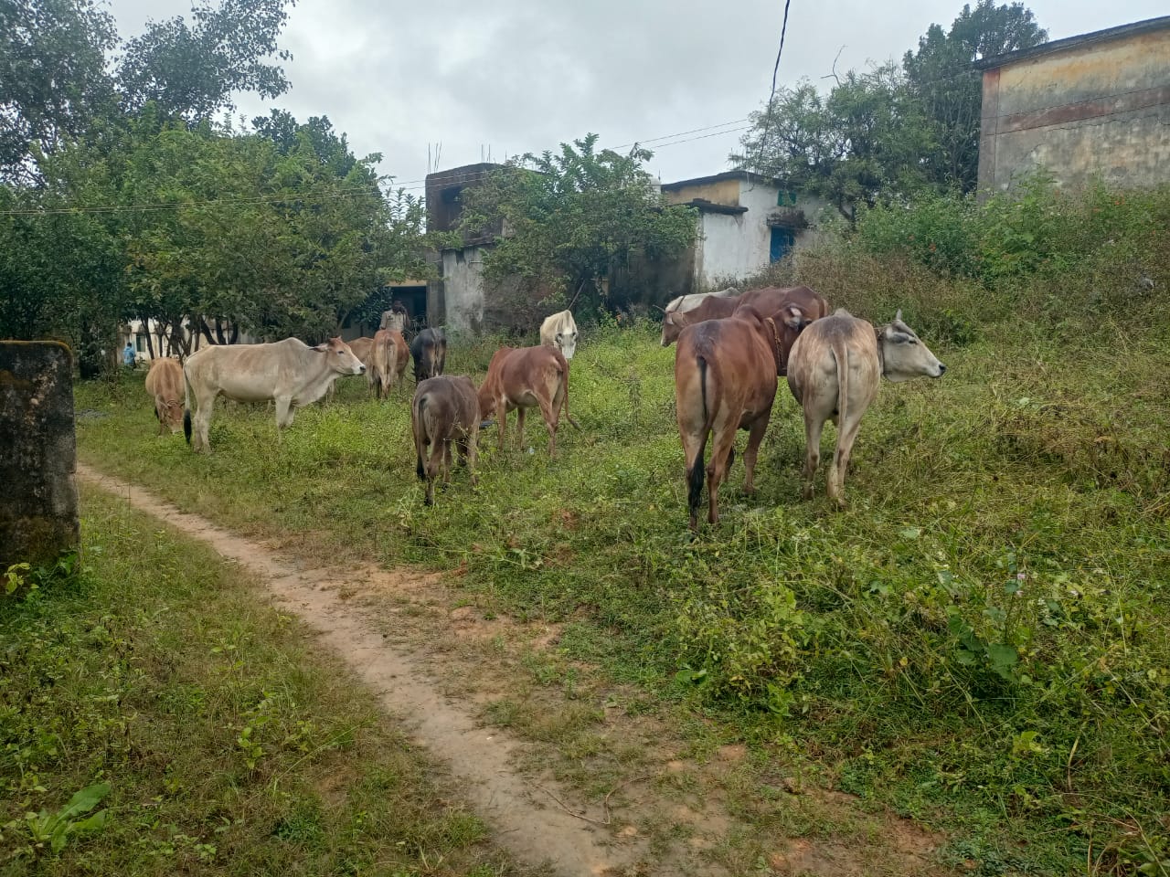 ऑपरेशन “शंखनाद” में फिर बड़ी सफलता – जशपुर पुलिस ने छुड़ाए 15 गौवंश, तस्कर फरार…