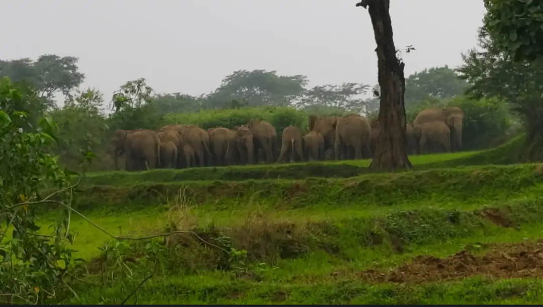 बारिश के बीच ‘हाथियों का आतंक’ – खेतों में तबाही, किसानों की नींद उड़ी, वन विभाग की चेतावनी के बावजूद दहशत कायम…