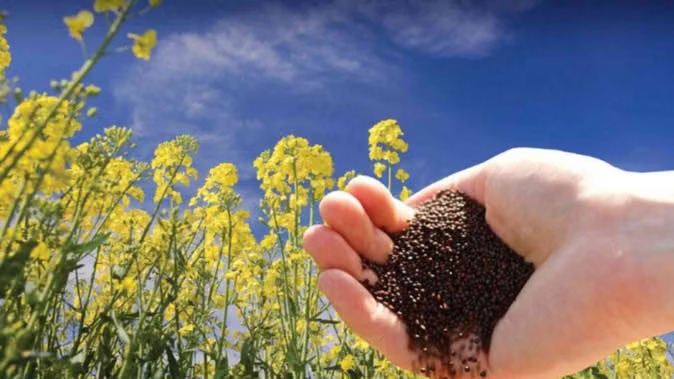 छत्तीसगढ़ के किसानों के लिए बड़ी खबर : पीएम-आशा योजना से बदलेगी तकदीर, अब दाल और तिलहन फसलों की होगी बंपर सरकारी खरीदी…