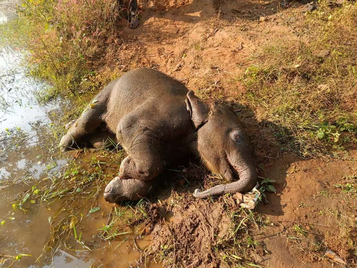 तमनार के निस्तारी तालाब में शावक हाथी की मौत – हादसा नहीं, व्यवस्था की चूक?…