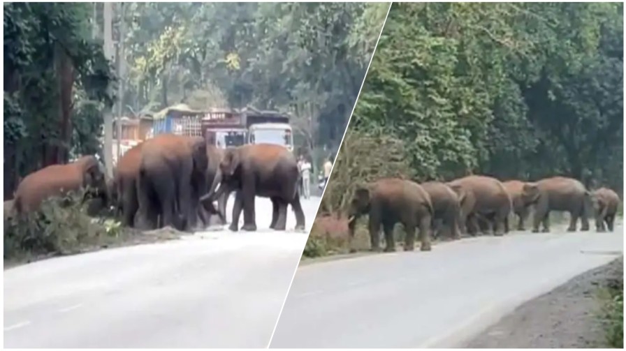 रायगढ़ : जिले में हाथियों का ‘रोड शो’: दो दिनों से घरघोड़ा–रायगढ़ मार्ग पर 25 हाथियों का कब्ज़ा, वाहनों की लंबी कतारें थमीं…