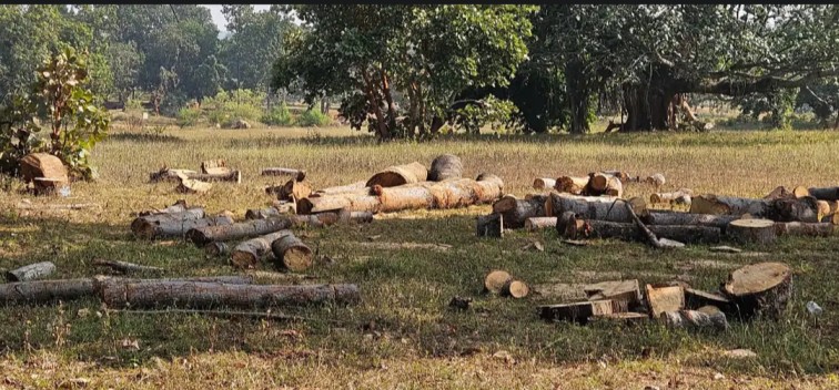 वनपरिक्षेत्र तपकरा में पेड़ों का क़त्ल जारी, राजस्व भूमि बना लकड़ी माफिया का अड्डा – वन विभाग की लापरवाही बेहिसाब!