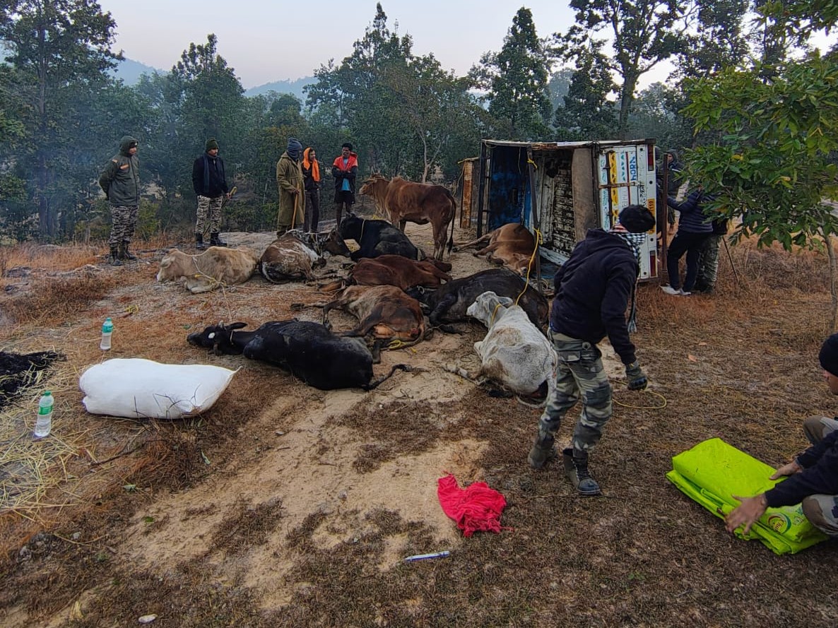 ऑपरेशन शंखनाद : जशपुर पुलिस की बड़ी स्ट्राइक, फिल्मी अंदाज में पीछा कर तस्करों के चंगुल से छुड़ाए 26 गौवंश…