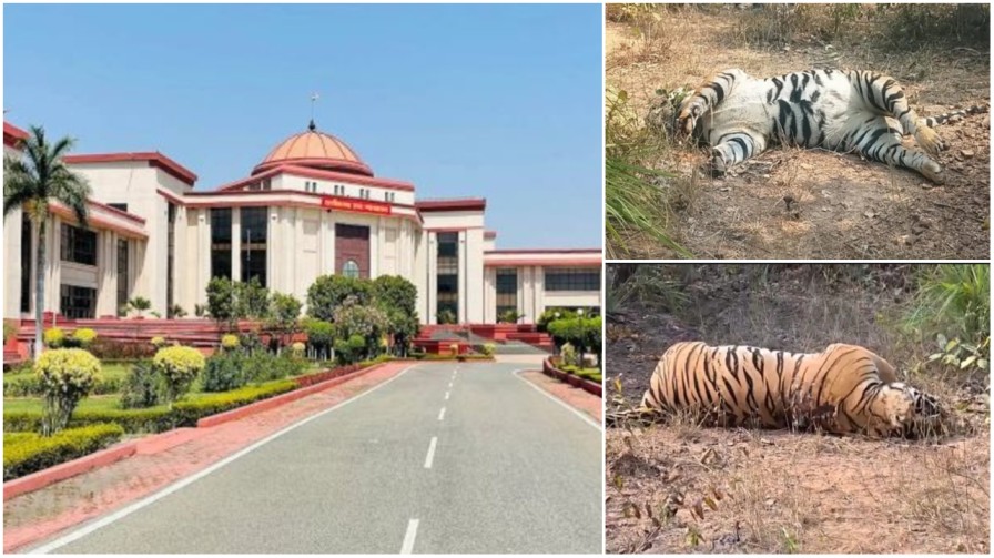 छत्तीसगढ़ के जंगलों में ‘मौत का खेल’, हाईकोर्ट की ‘दहाड़’ से वन भवन में हड़कंप…