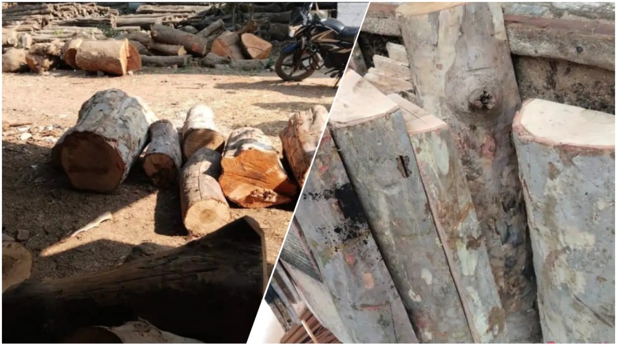 बिलासपुर में वन विभाग का बड़ा ‘सर्जिकल स्ट्राइक’: गुरु नानक सॉ मिल सील, प्रतिबंधित अर्जुन लकड़ी का जखीरा बरामद…