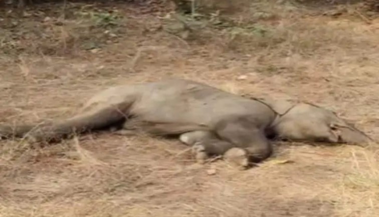 रायगढ़ : 32 हाथियों के कुनबे में मातम, नहाने उतरे शावक की तालाब में डूबने से मौत…