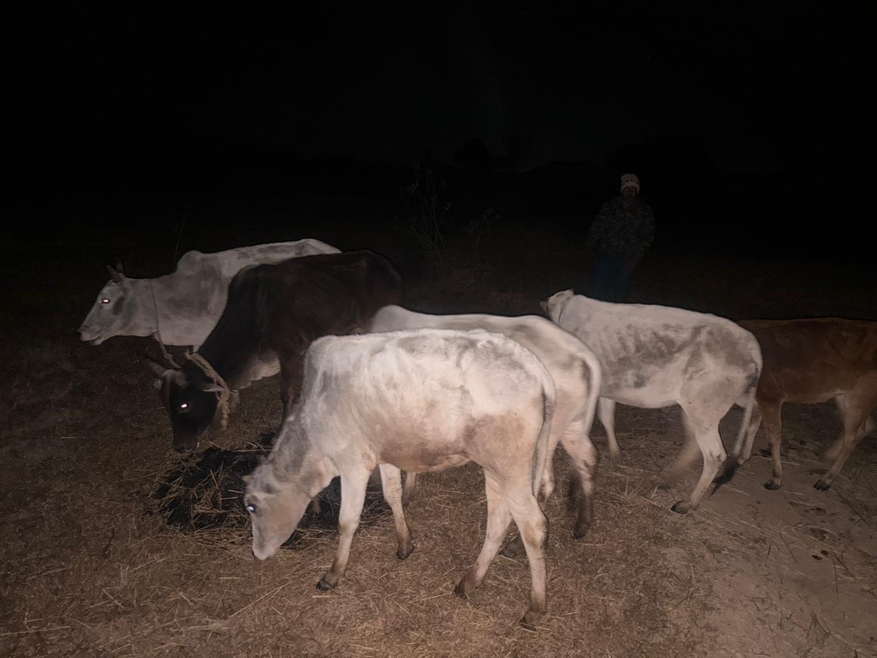 ऑपरेशन शंखनाद : जशपुर पुलिस ने फिर नाकाम की तस्करी की साजिश, जंगल के रास्ते ले जा रहे 06 गौ-वंश मुक्त…