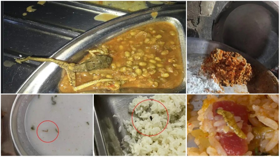 थाली में ‘मौत’ का निवाला : राजनांदगांव के डेंटल कॉलेज मेस में दाल में उबला मिला मेंढक, चावल में रेंग रही थीं इल्लियां…