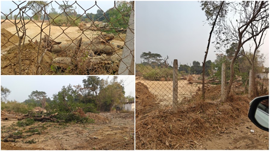 घरघोड़ा : भालूमार में ‘हरियाली का कत्लेआम’ ; रसूख की मशीनों ने रौंदा कानून, तमाशबीन बना प्रशासन!…