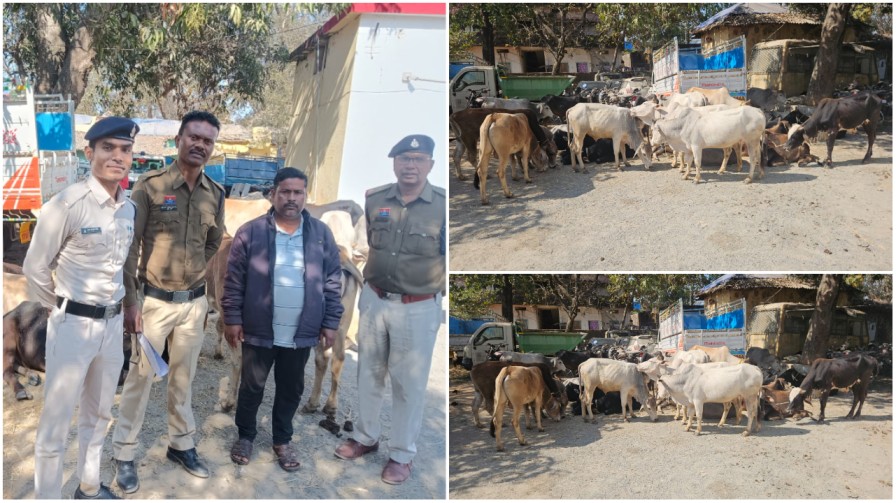 लैलूंगा में ‘ऑपरेशन शंखनाद’ का खौफ: मशहूर तस्कर रब्बुल खान गिरफ्तार, 32 गौवंश मुक्त…