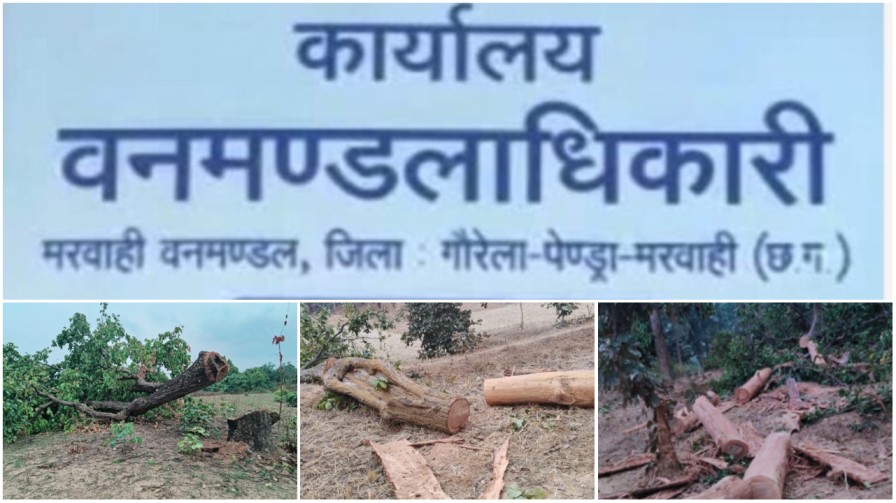 मरवाही का ‘जादुई’ जंगल : जहाँ लकड़ियाँ गायब होती हैं और साहबों को ‘निजी मामला’ दिखता है!…