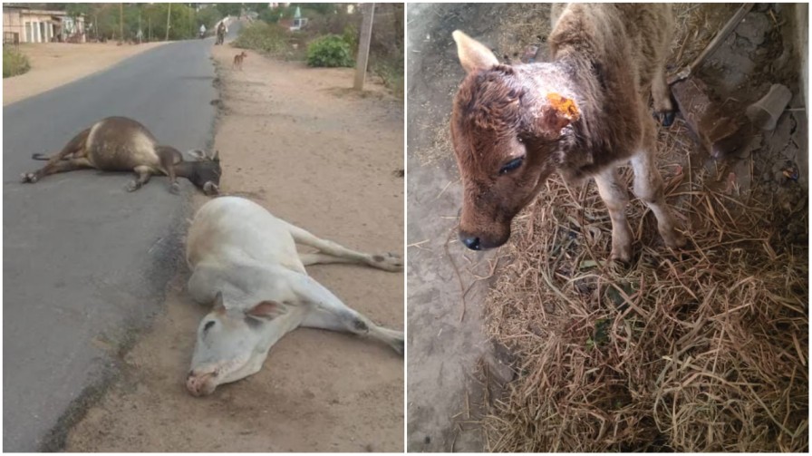 कुरदा में आवारा कुत्तों का खौफ: बेमौत मर रहे गौवंश, खेतों में आग और भारी वाहन बने काल…