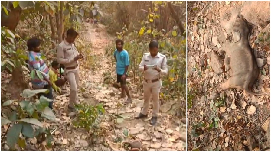 रायगढ़ : तमनार वन परिक्षेत्र में हाथी शावक की मौत, वन विभाग में हड़कंप ; सुरक्षा व्यवस्था पर उठे सवाल…