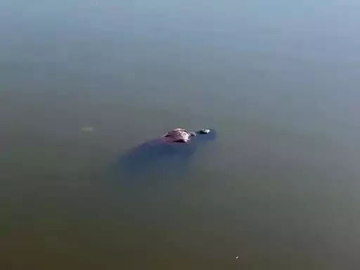 होली के उल्लास का दर्दनाक अंत : पाटन के राखी गांव में तालाब में तैरता मिला रायपुर के युवक का शव…