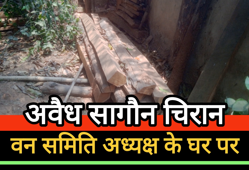 कोटागांव वन समिति अध्यक्ष के घर अवैध सागौन चिरान : अवैध कटाई और बिक्री का सनसनीखेज खुलासा