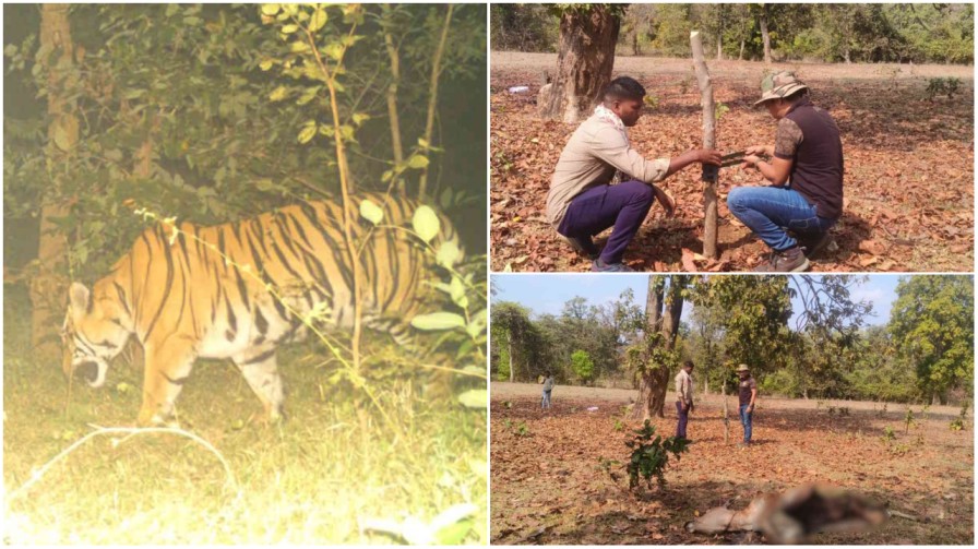 खौफनाक : शिकार की तलाश में ‘आदमखोर’ की छत्तीसगढ़ में एंट्री! मवेशी ढेर, इंसान खतरे में; घरों में दुबकने को मजबूर ग्रामीण…