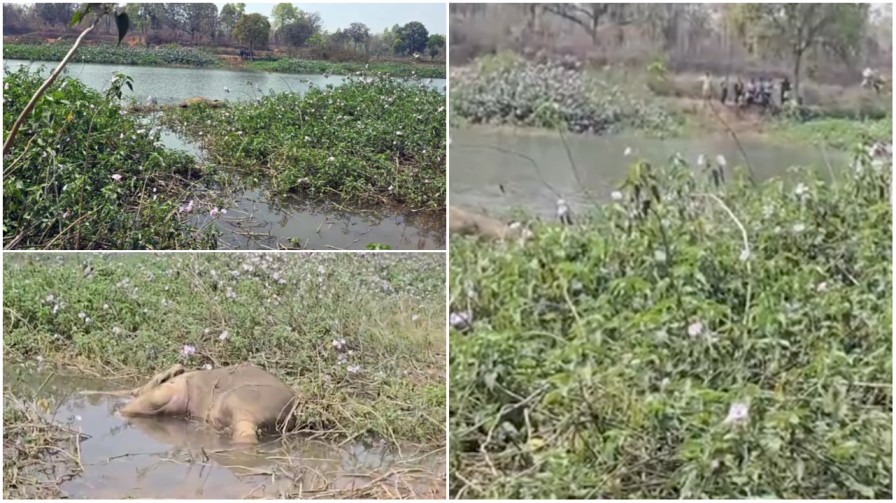 घरघोड़ा में मातम : कुरकुट नदी में मिले दो हाथियों के शव, विभाग में हड़कंप…