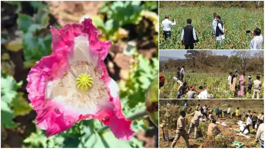 बलरामपुर में ‘वाइट पॉइजन’ का साम्राज्य: 1.75 करोड़ की अफीम जब्त, झारखंड के तस्करों ने छत्तीसगढ़ के खेतों को बनाया ‘सेफ हेवन’…