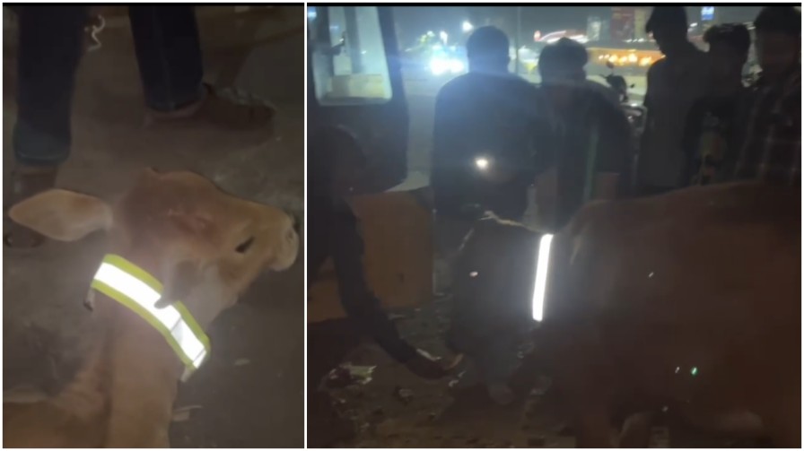 सड़कों पर ‘यमराज’ बनी रफ्तार से गौवंशो को बचाएगा बजरंग दल ; रायगढ़ में 47 गायों को पहनाया ‘सुरक्षा कवच’…