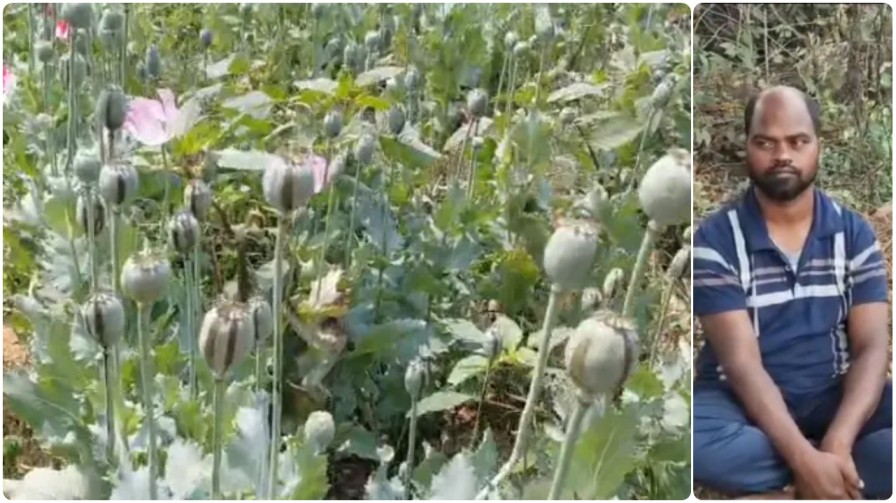 तमनार में ‘अफीम’ का साम्राज्य : ससुराल की जमीन पर दामाद उगा रहा था ‘काला जहर’, पुलिस का बड़ा एक्शन…